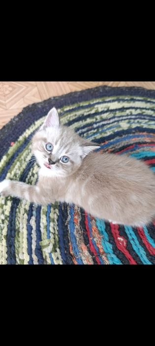 Котик шотландский прямоухий