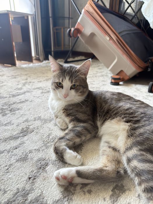 Отдадим кота в хорошие руки