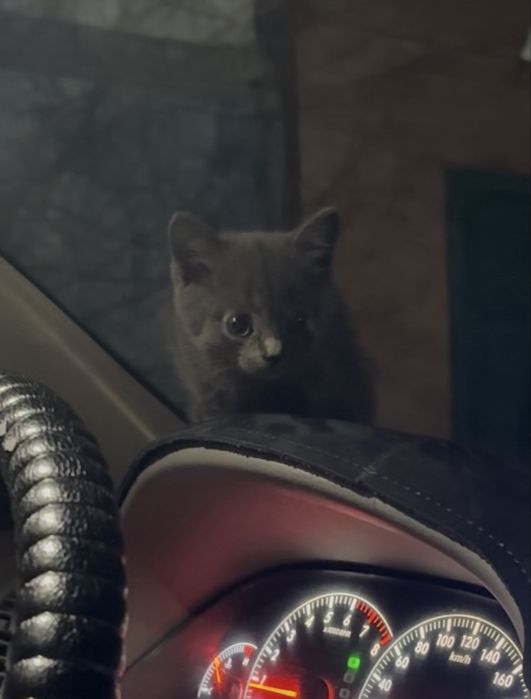 Британский котёнок