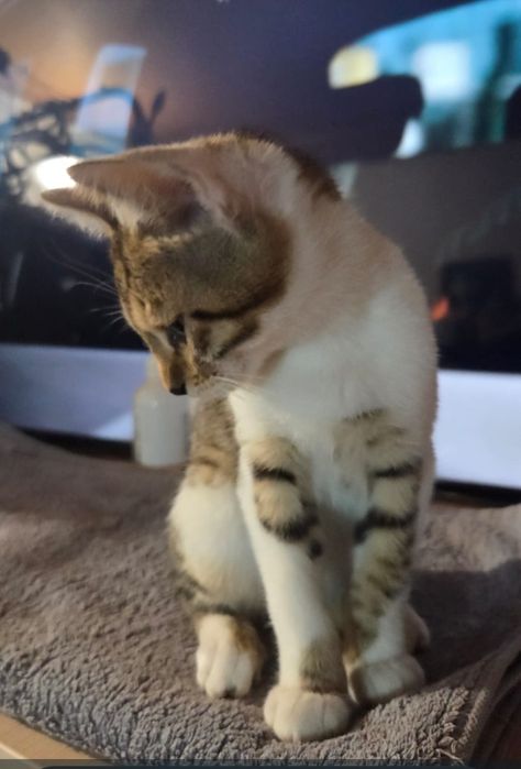 Отдаем котёнка в добрые руки