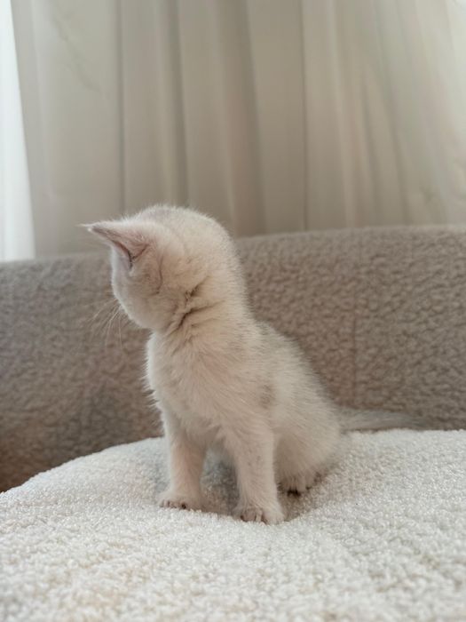 Puiut British Shorthair chinchilla silver