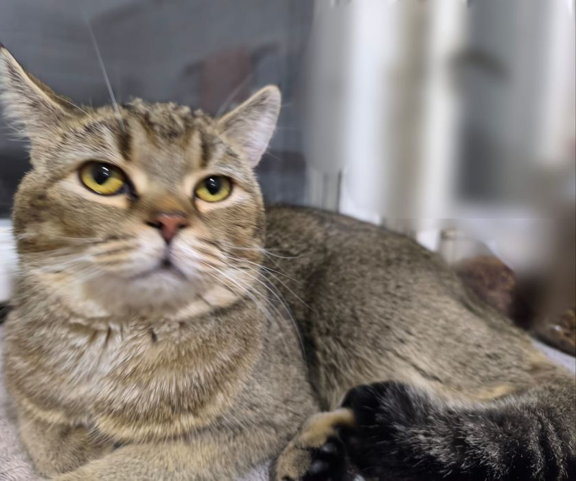 Молодой котик ждёт подругу.