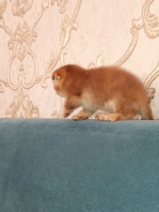 Scottish Fold золотая девочка 5 недель