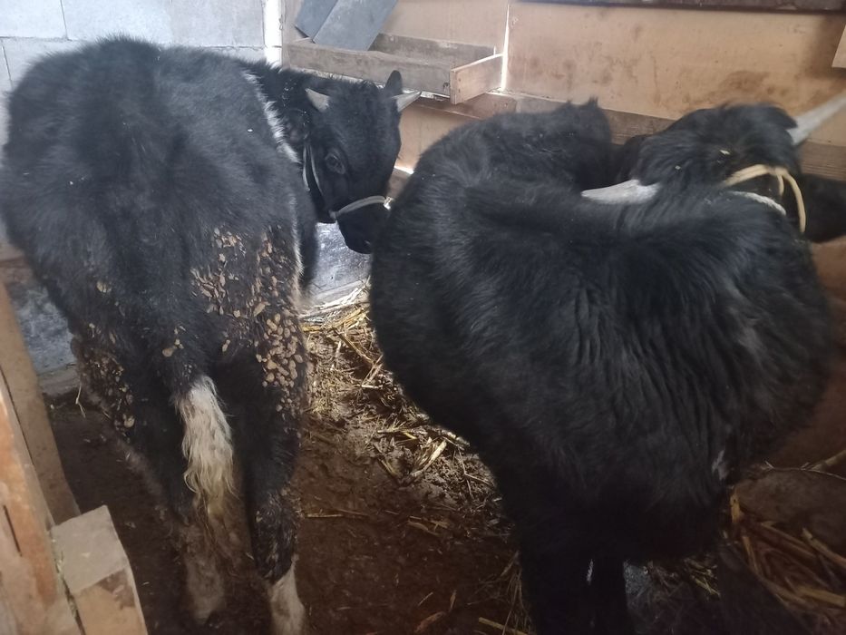 Продам бычки срочно