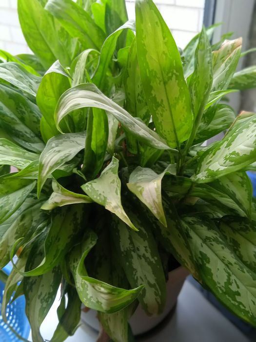 Комнатные растения