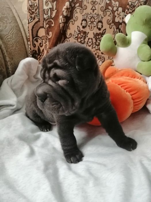 Бронь малышек три девочки