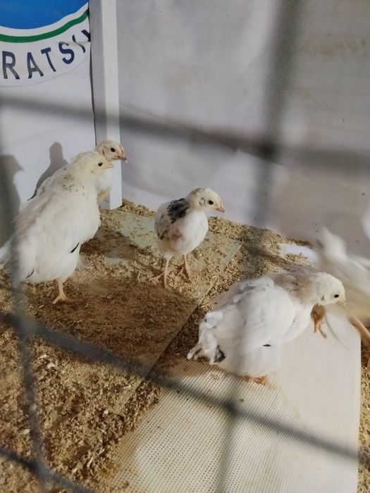 Adler toza zot rassiya liniya sotiladi