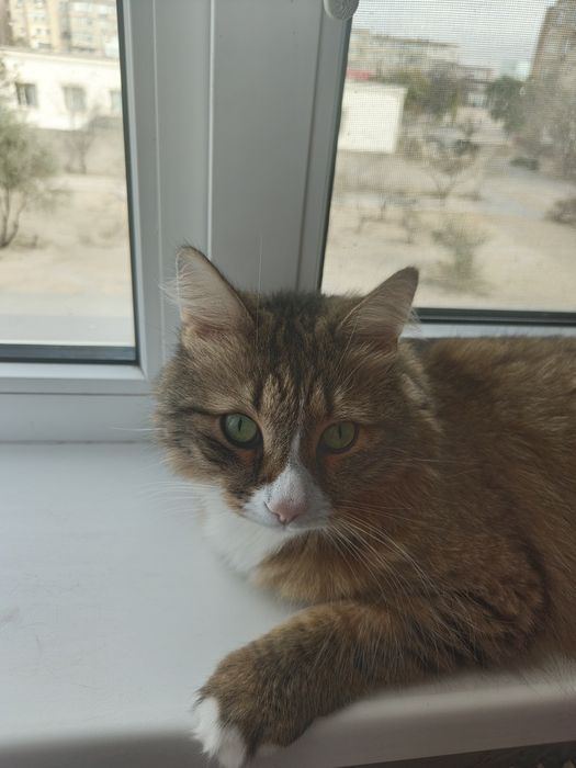 Отдам Кота в добрые руки