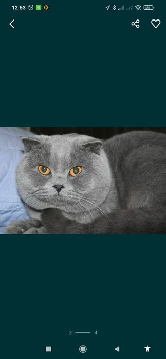 Вязка шикарных котов