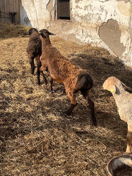 Продам жирного кушкара