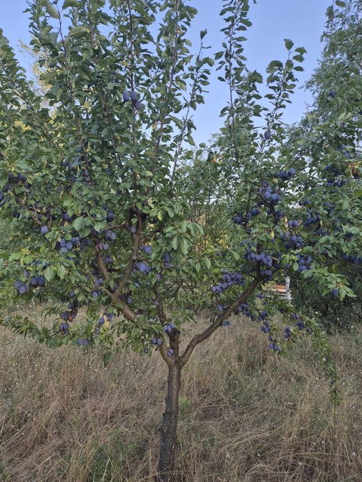 Продавам сини сливи