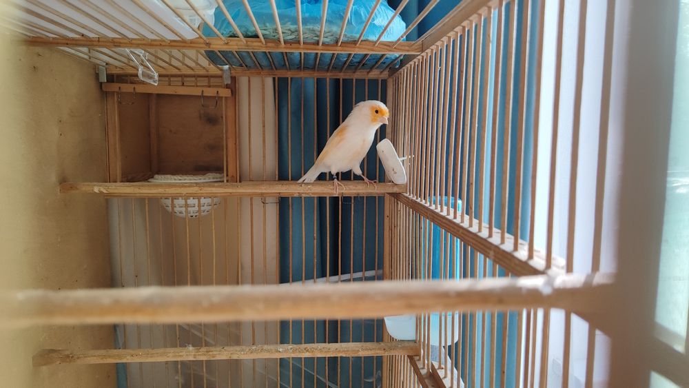 Кенар канарейки канарейка мазайка