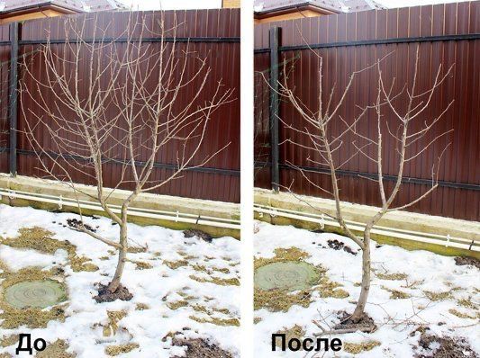 Обрезка деревьев Ағаш кесу