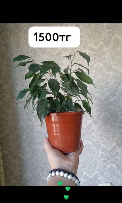 Продам домашние цветы
