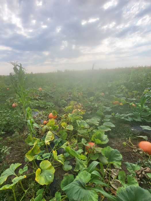Bostani în cantități foarte mari