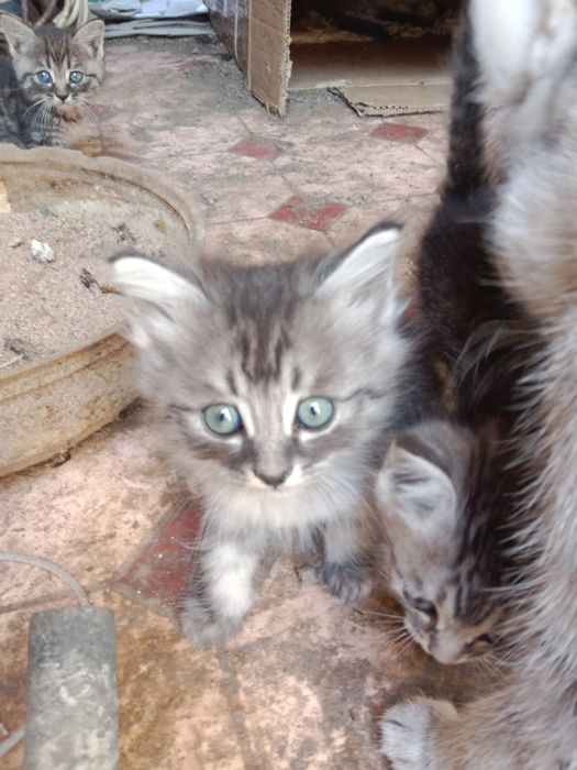 Котята котята котята !