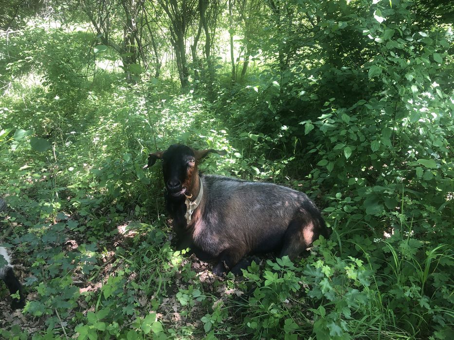 Tap din capra anglonubiana și tap alpin francez