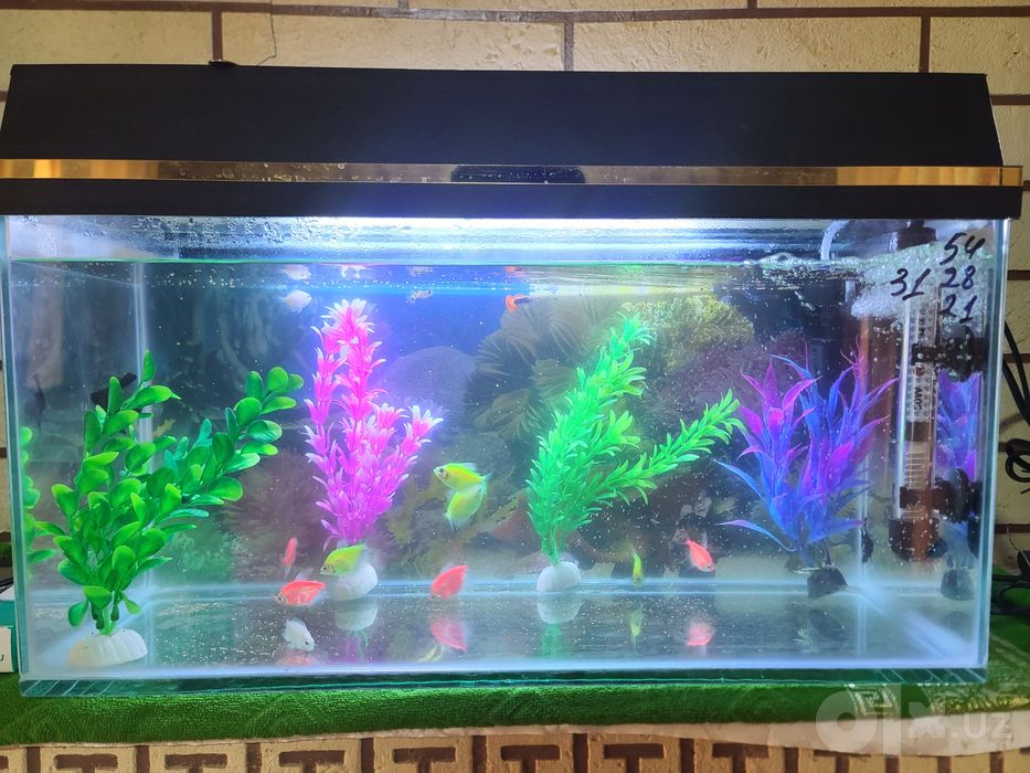 Akvarium baliqlari bilan