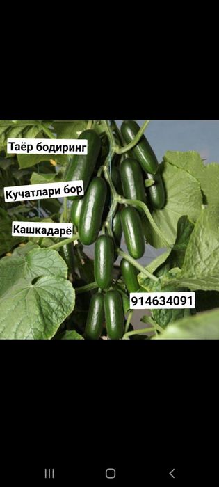 Таёр бодиринг кучатлари бор