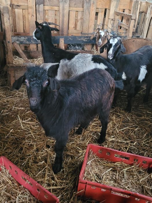 Țap de calitate, 8 luni- Conformație excelentă