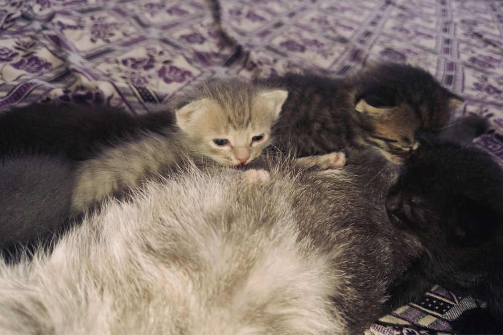 Котенок (девочка)