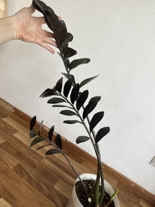 Черный замиокулькас долларовое дерево