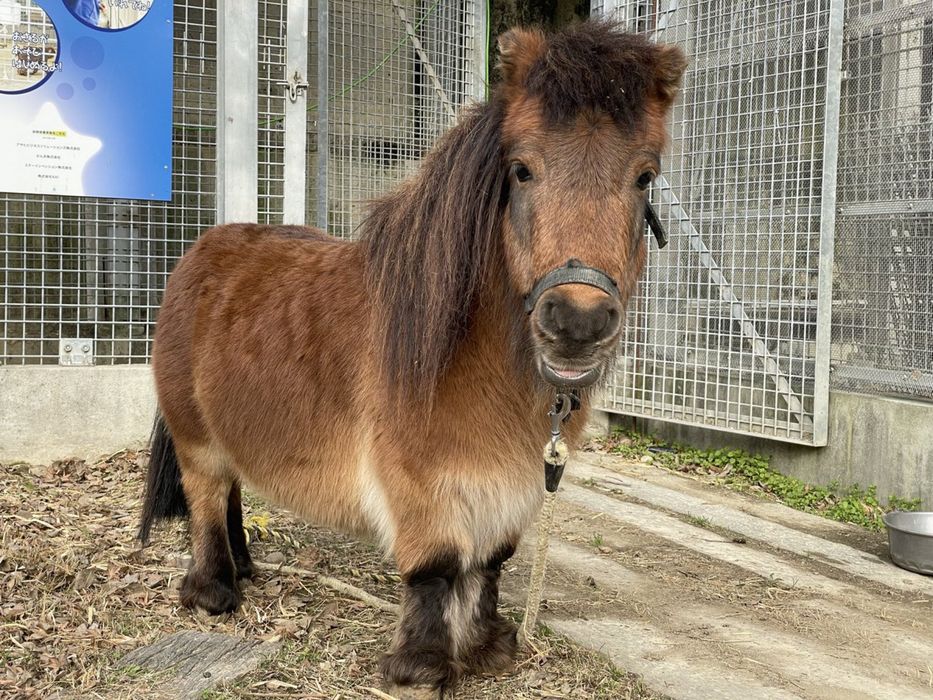 Vand un ponei  adus din olanda cu pedigri