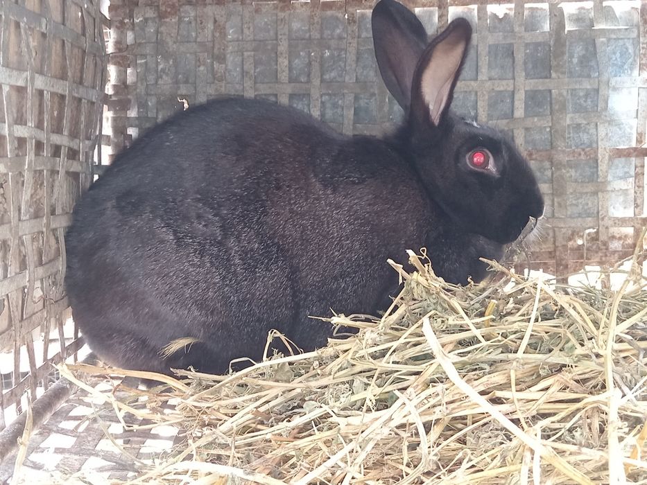 3 iepuroaice de vânzare