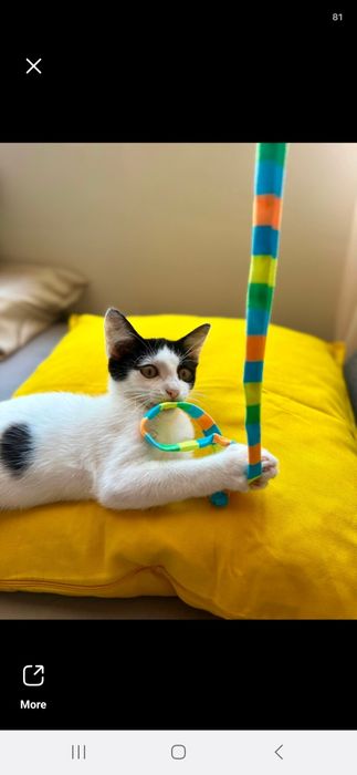 Котенце на 2 месеца и половина