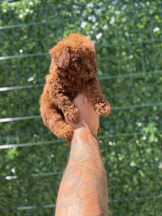 Пудел Той/Poodle Toy