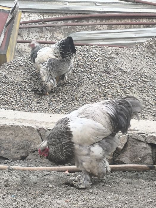 Брама тувук ва хурозлар