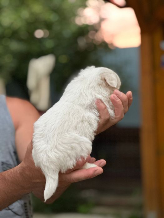 Vînd  bichon  maltez