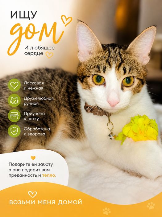 Котята красивые Мия и Юла