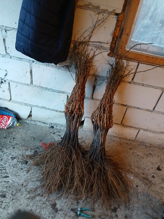 Producator si vand butasi vita de vie