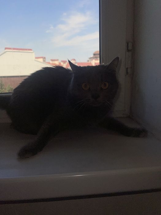 Mushuk sotiladi srochno