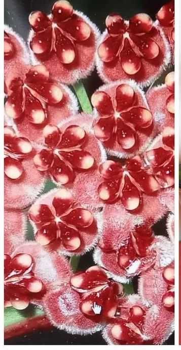 Продам. Редкий , коллекционный сорт - Hoya Tsangii. Красивоцветущий.