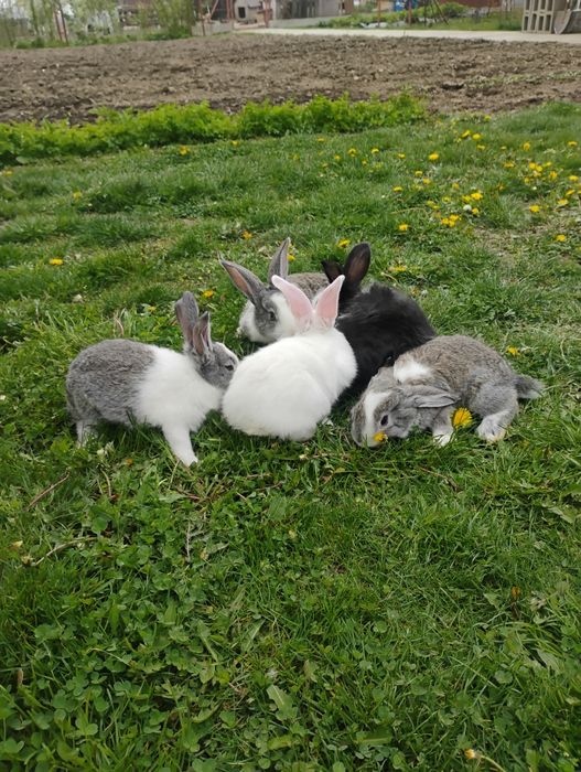 Iepurași hycole sanatosi