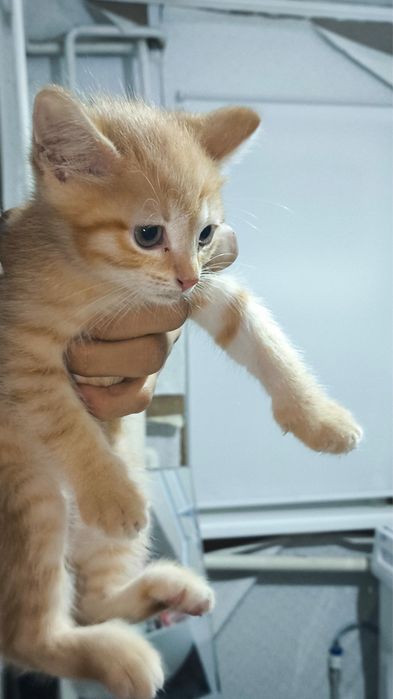 отдам котенка мальчика