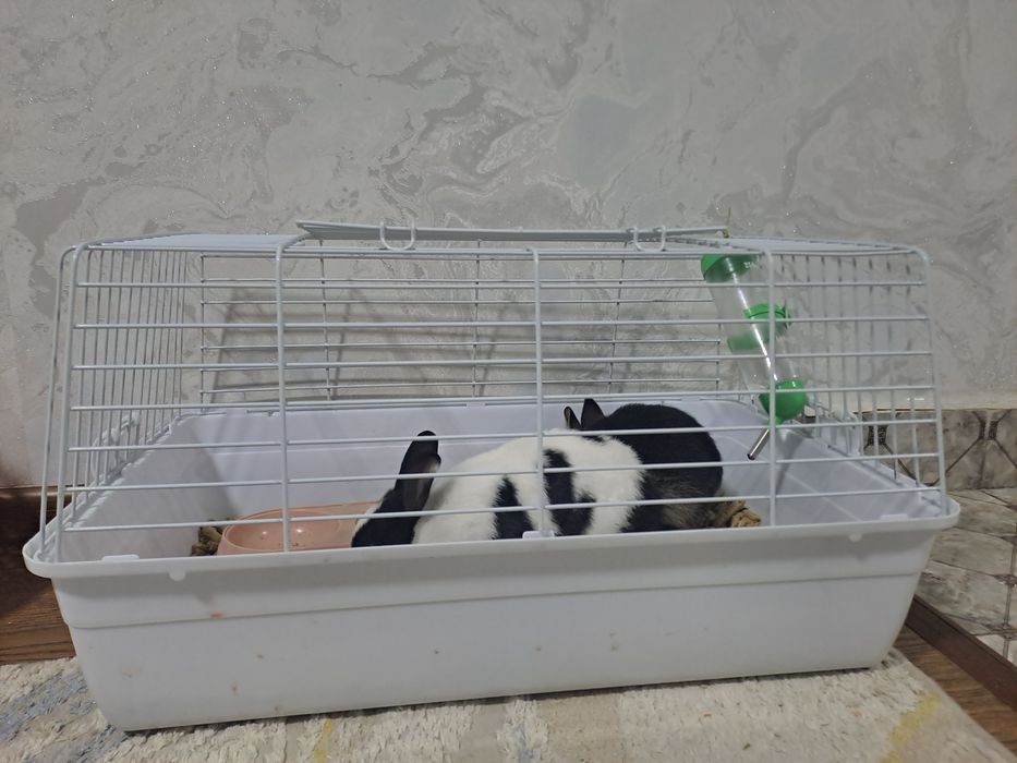Quyinlar sotiladi zotli