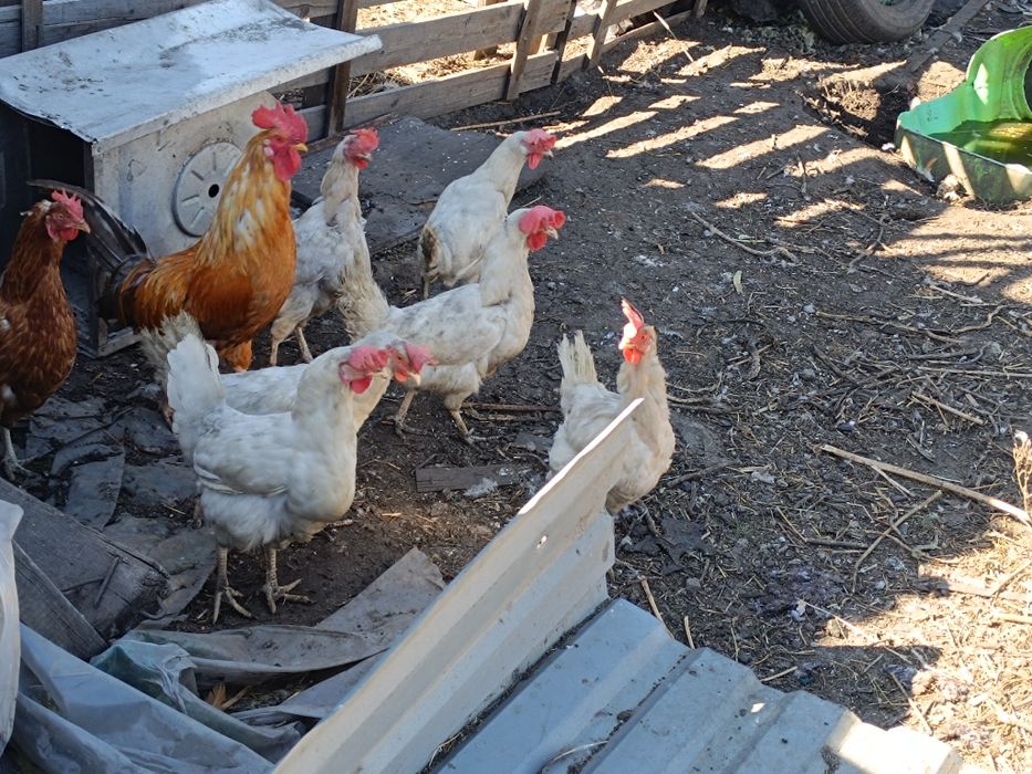 Продам Курей несушек