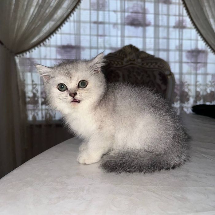 Цена снижена! Шотландские котята, 4 месяца — мальчик и девочка