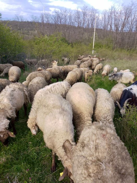 Vând oi rasa Țigaie cu miei