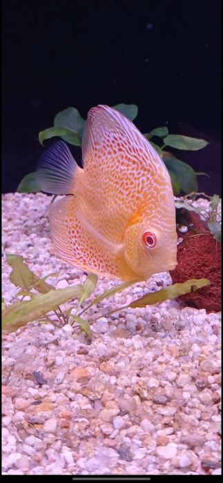 Diskus akvarium baligʻi