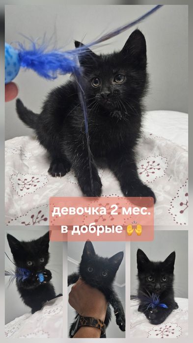 Котенок Девочка 2 мес в добрые руки