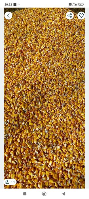 Vând Soia, Porumb, Grâu