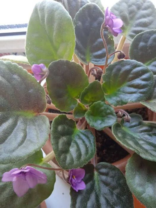 Эуфорбия молочай продам.