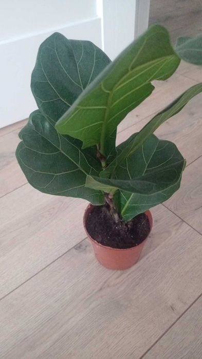 Продам Фикус Лирата