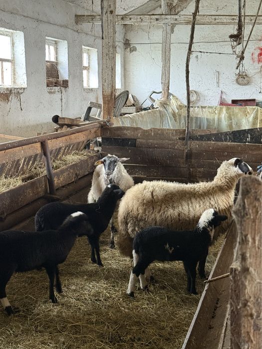 Стадо овце- дават се във купа