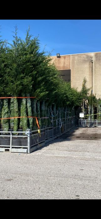 Cupressus leylandi gard viu veșnic verde