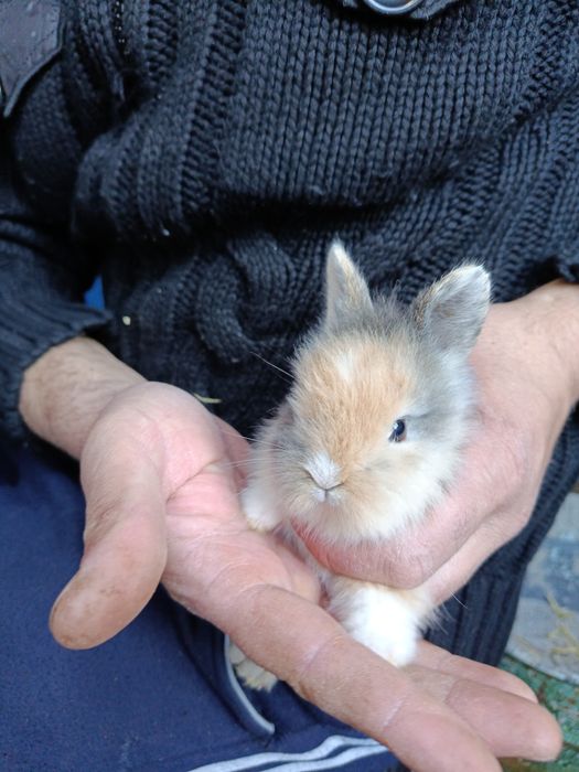 Pui de iepuri cap de leu pitic